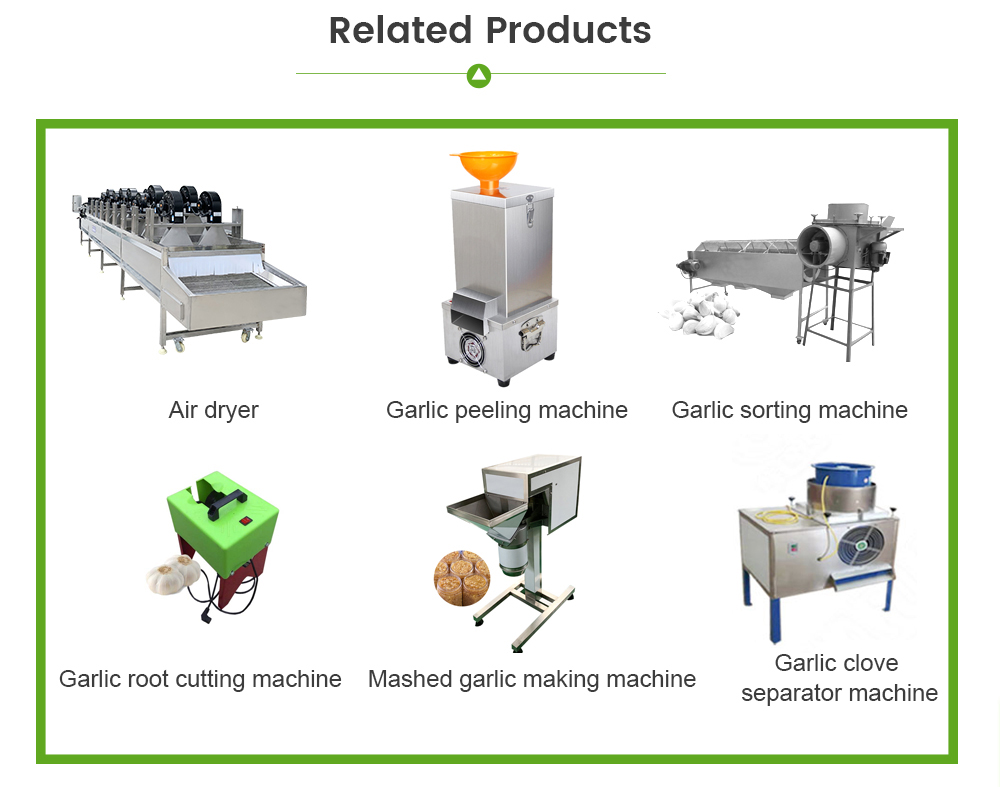 Garlic Processing Line -  - 8